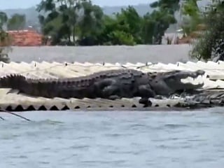 Video: Crocodile on a rooftop in flood-hit Karnataka
