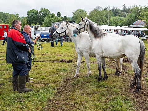 There are roughly 10,000 horses that are trained and stabled in Ireland and they participate in race meetings on both sides of the Irish Sea on any given day.