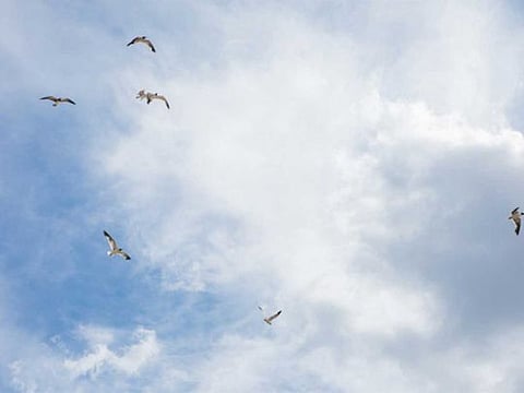 Seagulls fly overhead at the boardwalk in Ocean City on the Jersey Shore in New Jersey