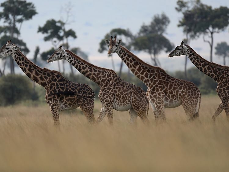 Copy of 2019-08-05T113834Z_344954932_RC1DB1FBB590_RTRMADP_3_KENYA-ANIMALS-1565934134153