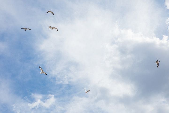 WKR 1908916 SEAGULLS FEATURE 3-1565963236708