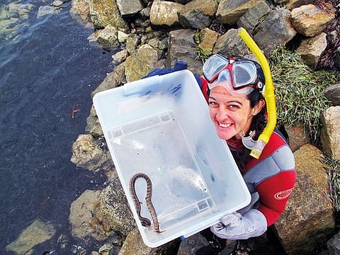 A sea snake researcher at James Cook University, holds up a sea snake at Shark Bay in Australia. 