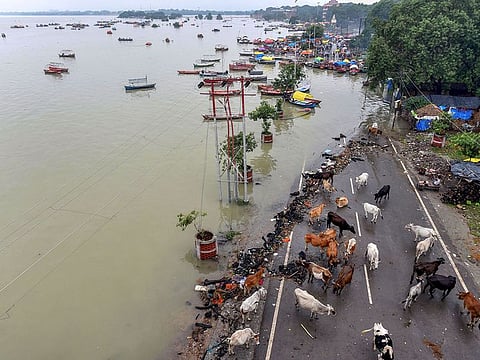 A herd of cattle seen stranded on a partially submerged road along the banks of a river in India, on August 21, 2019. Photo for illustrative purposes only.