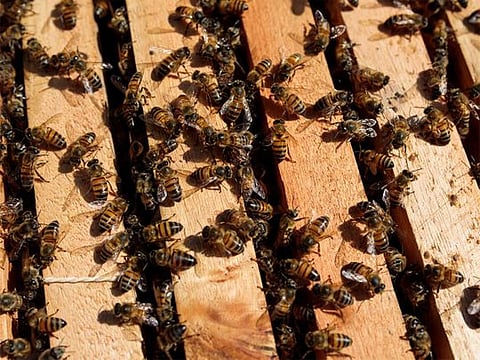 Why are bees dropping dead in Brazil?