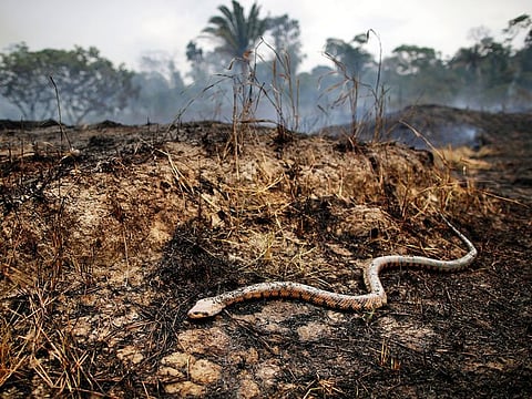 A snake is seen in a part of the Amazon jungle in Porto Velho. Some 44,000 troops will be available for “unprecedented” operations to put out the fires.