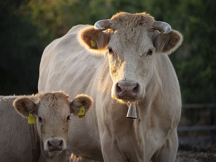 Cow, generic