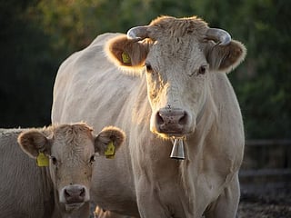 Austrian police stumped by cowbell thieves