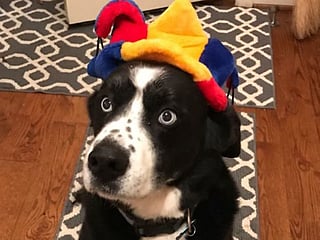 Happy #InternationalDogDay to everyone!