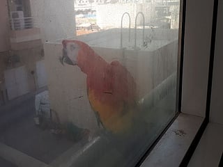 Watch: Giant scarlet macaw lands on Dubai resident’s window