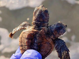 South Carolina turtle patrol group finds two-headed hatchling