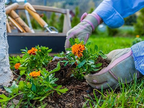 Off the Cuff: Gardeners learn to see time differently