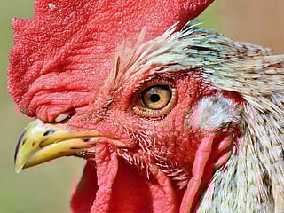 Pet rooster kills elderly Australian woman while she was collecting eggs 