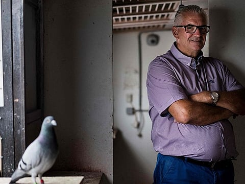 Pigeon-enthusiast Joël Verschoot poses on September 4, 2019 at the "Verschoot Pigeons Loft" in Ingelmunster, Belgium. Belgian pigeon breeder Joel Verschoot could probably have settled down to a comfortable retirement in March after he sold the world's most expensive racer. Armando the pigeon won worldwide headlines and netted Verschoot 1.25-million euros ($1.4-million) when he won over Chinese buyers in an online auction.