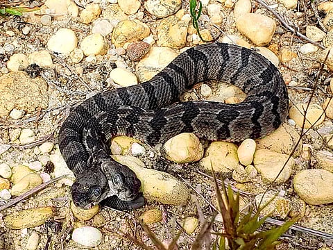 A newborn two-headed timber rattlesnake which was found in New Jersey's Pine Barren. Herpetological Associates of Burlington County CEO Bob Zappalorti says the snake has two brains and each head acts independently of the other. 
