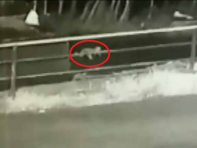 Screengrab baby escape 20190909