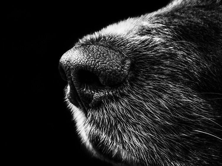 dog generic