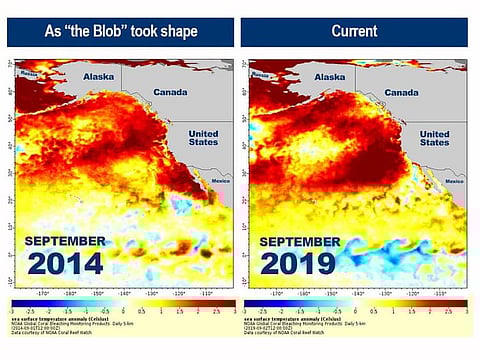 The Northeast Pacific Marine Heatwave of 2019 currently covers about 4 million square miles of ocean surface. The affected area is roughly the shape of a triangle, with Hawaii, Alaska and Southern California as its vertices.