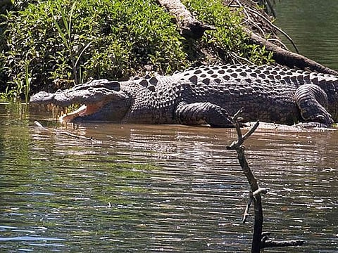 A four-metre (13 ft.) saltwater crocodile affectionately known as Howard by the locals in the small town of Miallo in far north Queensland.