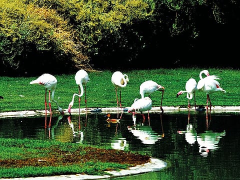 Flamingos make the most of a water body within the wetland.