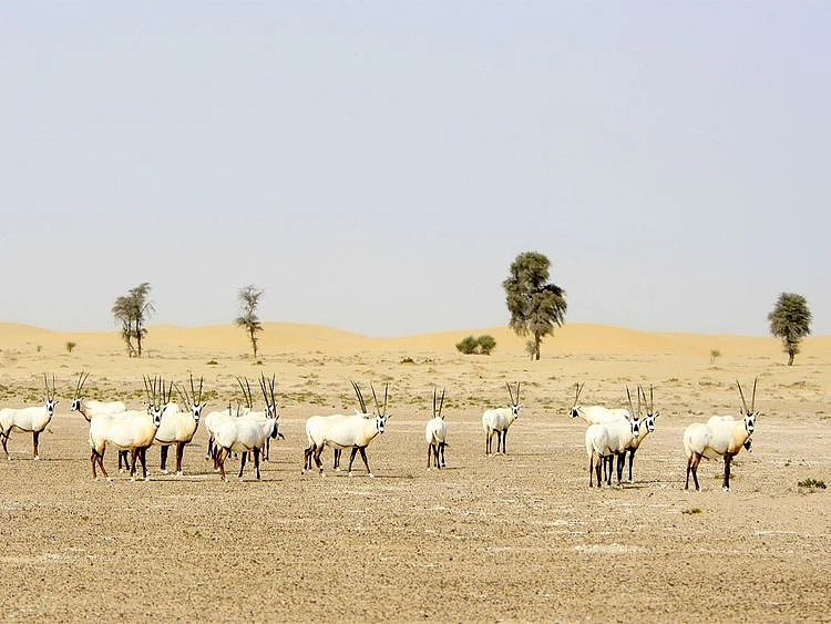 190913 al marmoom