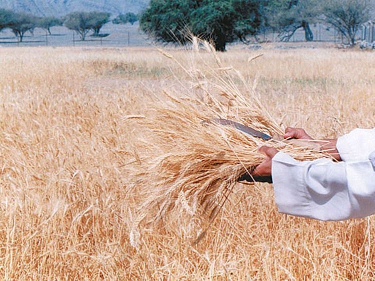190916 wheat