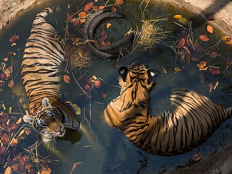 A pair of tigers cool off during a hot day at the Tiger Temple in Kanchanaburi, Thailand, March 16, 2016. 