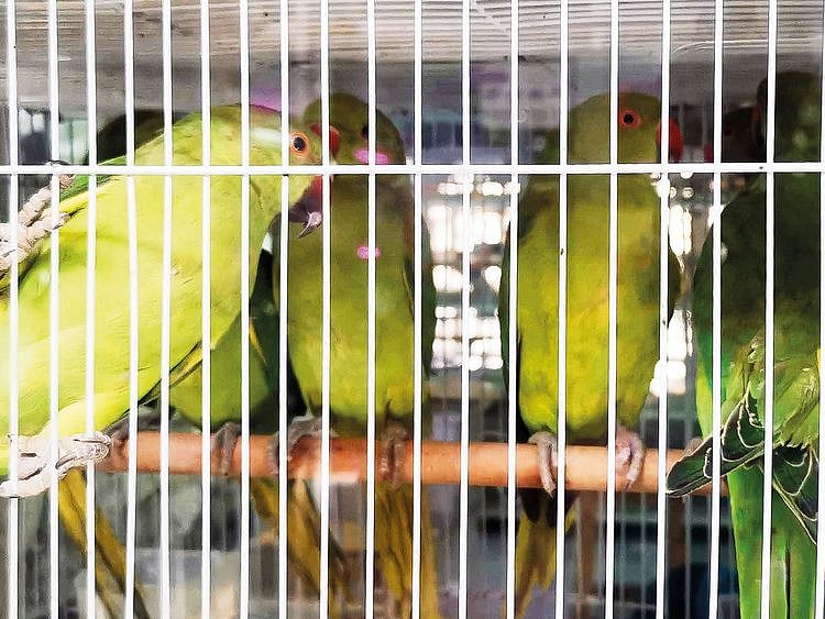 190919 animal market