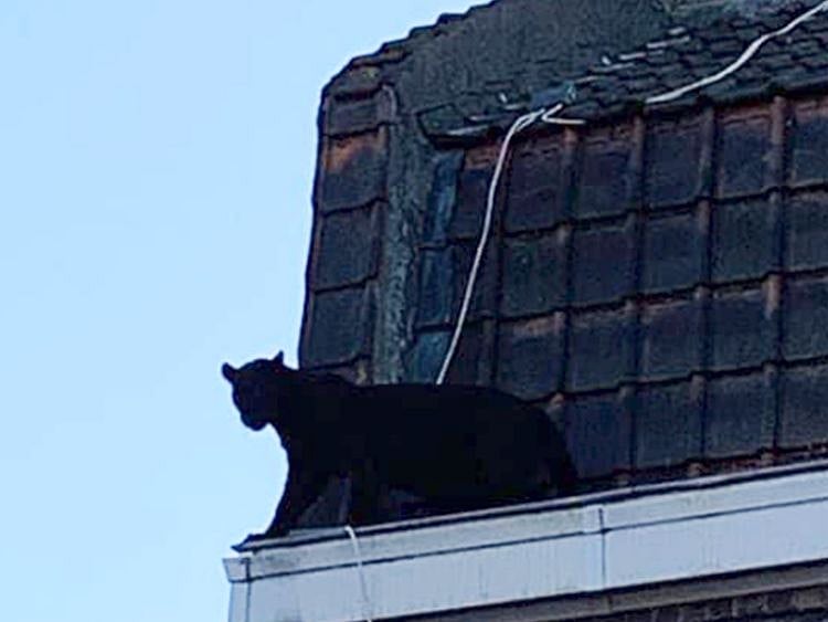 Panther on roof