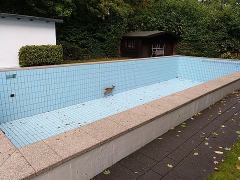 A deer stuck in an empty swimming pool in the village Esborn near the town Wetter an der Ruhr, Germany. 