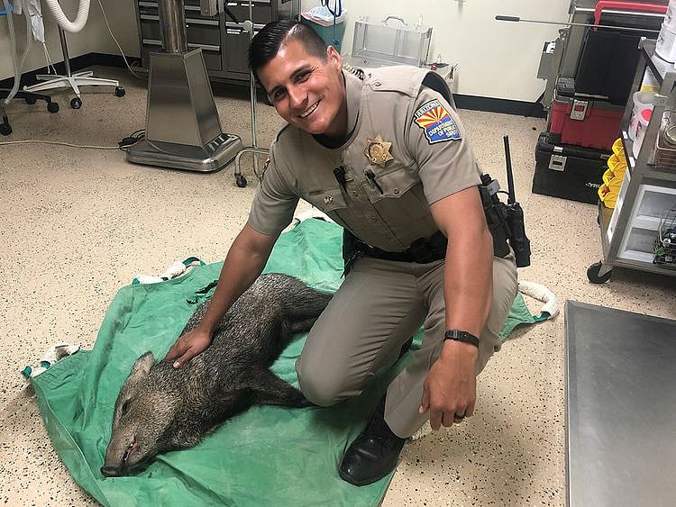 Arizona state trooper Martin Soleto pets a baby javelina