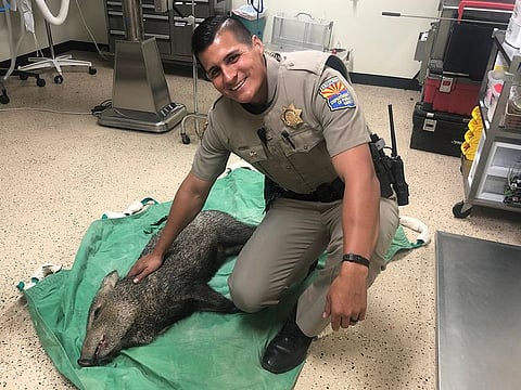 Arizona state trooper Martin Soleto pets a baby javelina he wrangled off a Phoenix freeway in Scottsdale, Arizona.  