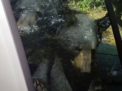 Two bear cubs trapped in a van.