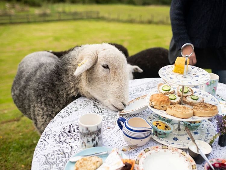 Tea with Naughty Sheep