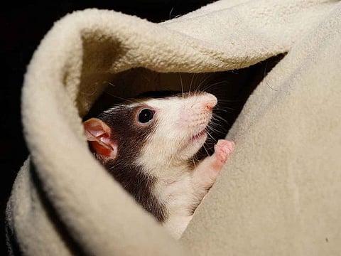 A pet rat. For illustrative purposes only.