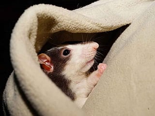US: A woman lived in a van with more than 300 pet rats