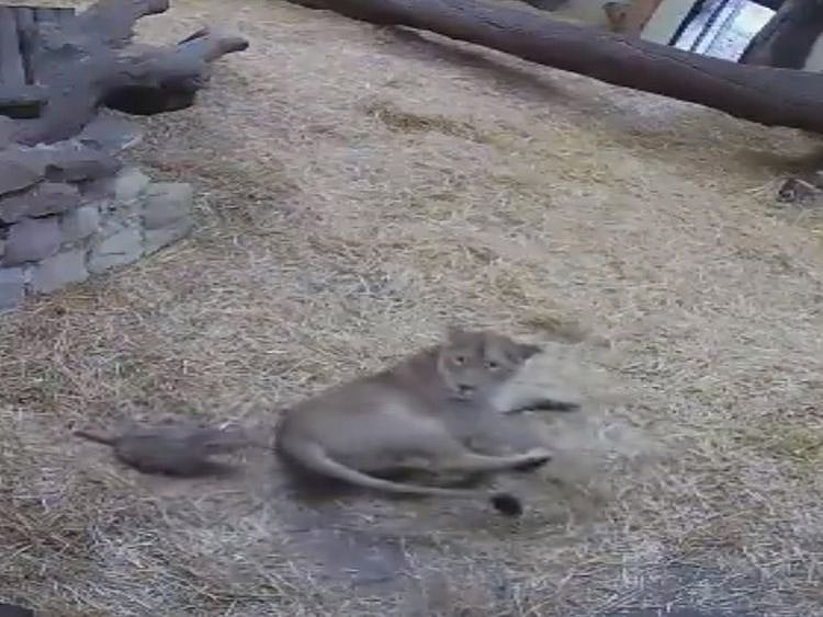 Big cat scared by child