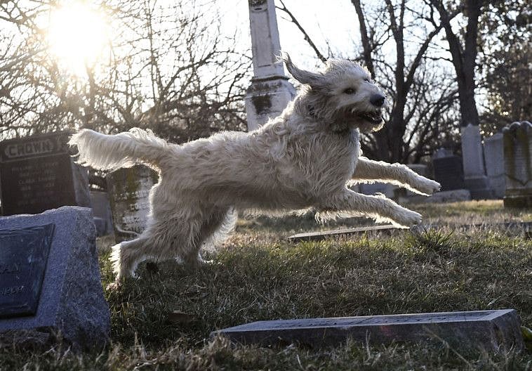 OPN Labradoodle1-1570535574311