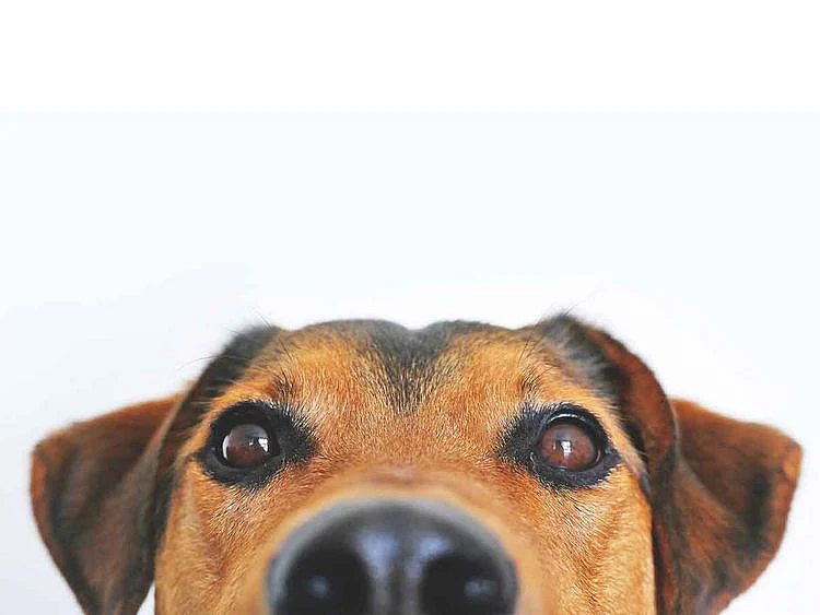 dog generic