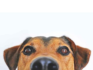 Raw pet food loaded with harmful bacteria: study