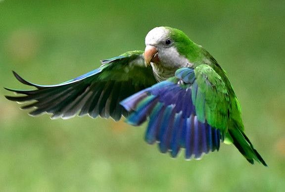 OPN A parakeet-1570614185785