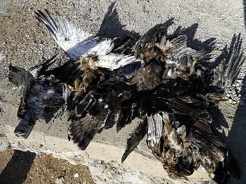 Slaughtered birds of prey are displayed by activists from the Committee Against Bird Slaughter (CABS) at their birds observation camp in the village of Aghbeh in the Lebanese mountains.