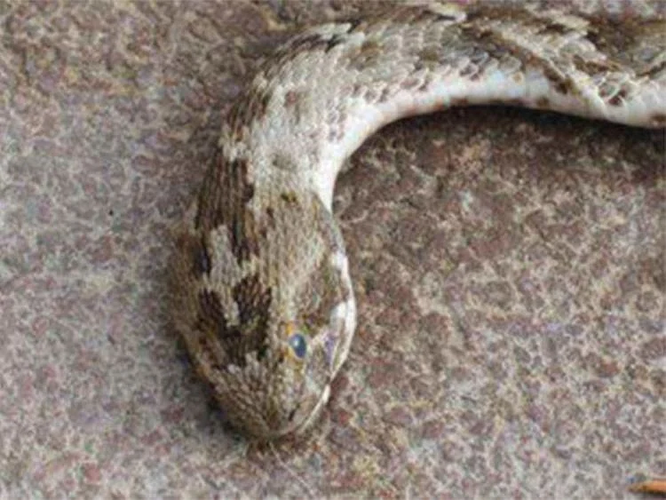 Saw-scaled viper spotted in Hattan, new Dubai