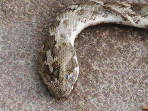 A German man's bachelor party ended when he was bit on the tongue by a viper. Picture for illustrative purposes.