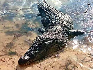 Huge saltwater crocodile kills fisherman in latest attack on Philippine island