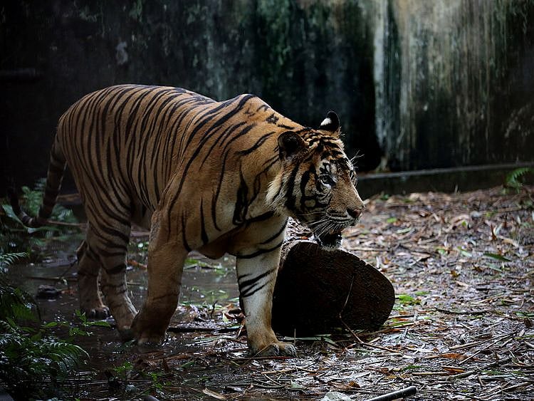 Drones, elephants used to track man-eating tiger in Karnataka