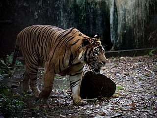 India: Drones, elephants used to track man-eating tiger in Karnataka