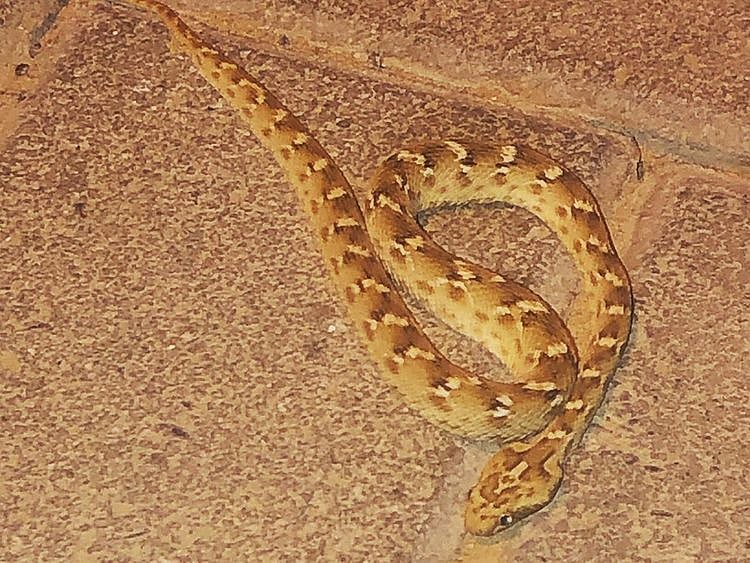 DubailandSnake