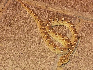 New viper sighting: UAE's deadliest land snake spotted in Dubailand