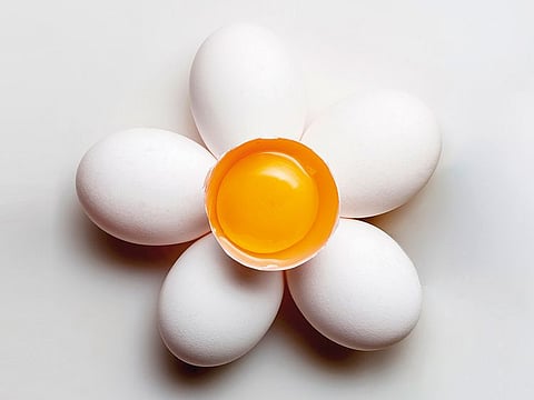 Eggs contain many essential proteins, fats, vitamins, minerals, and bioactive compounds, and their compositions