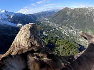 Pictures: Victor the eagle's eye view of the Alps raises climate change awareness 